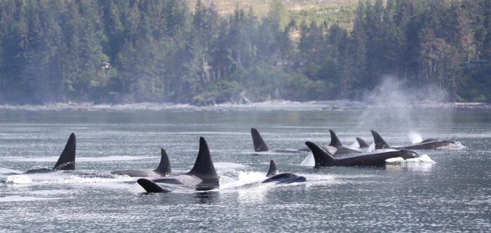 Endangered killer whales further declining due to inbreeding: study