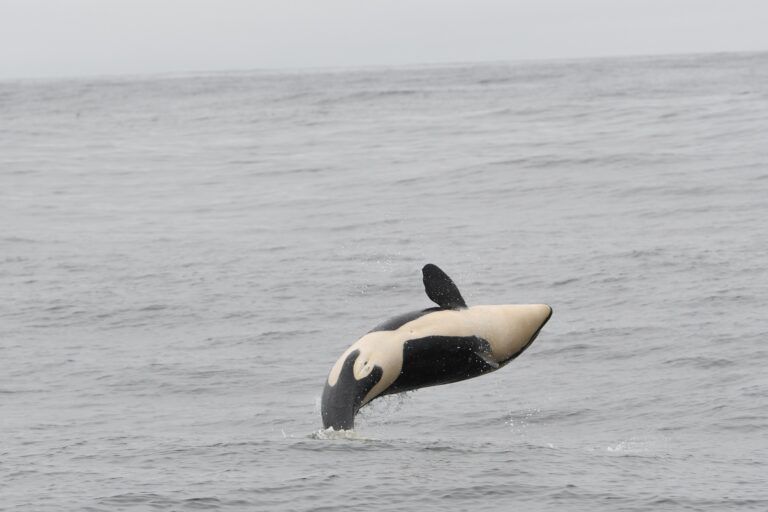Southern Resident killer whale calf confirmed female to the joy of researchers
