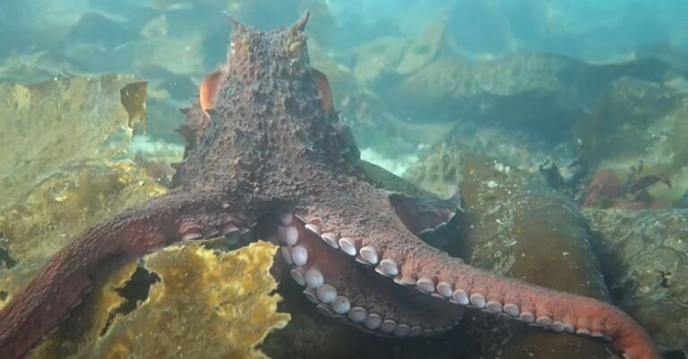 ‘Breathtaking’: Vancouver Island diver gets cuddly with friendly octopus