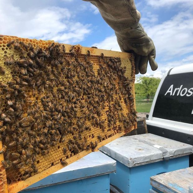Honey Farms Making BC Buzz
