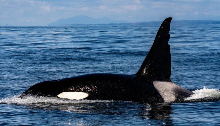 Famed Bigg’s killer whale returns to Salish Sea