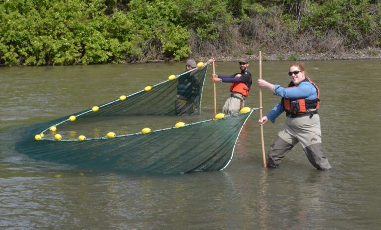 Coast-wide study suggests salmon facing feeding, migration challenges from climate change