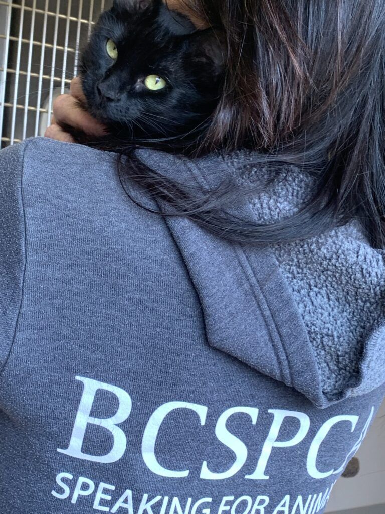 BC SPCA halves adoption fees to help pets affected by wildfires