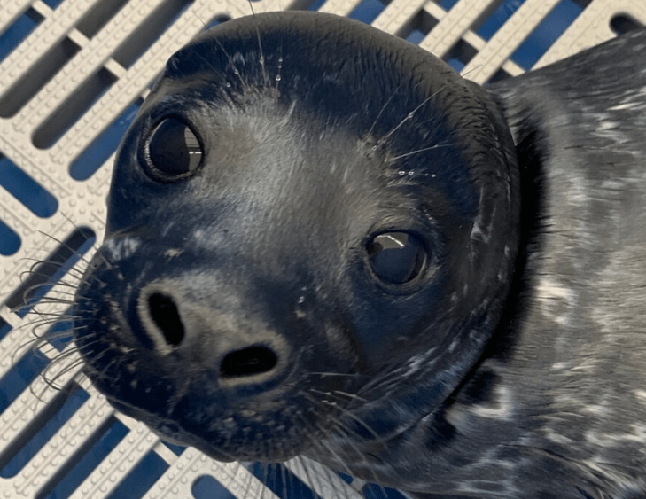 Marine mammal rescue centre now an independent non-profit