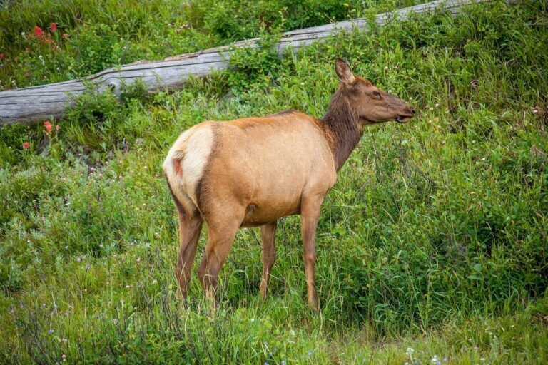 Funding to help research Roosevelt Elk habitat