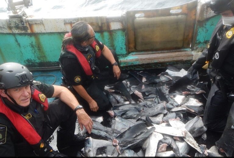 DFO leads first-ever mission to stop illegal fishing in North Pacific