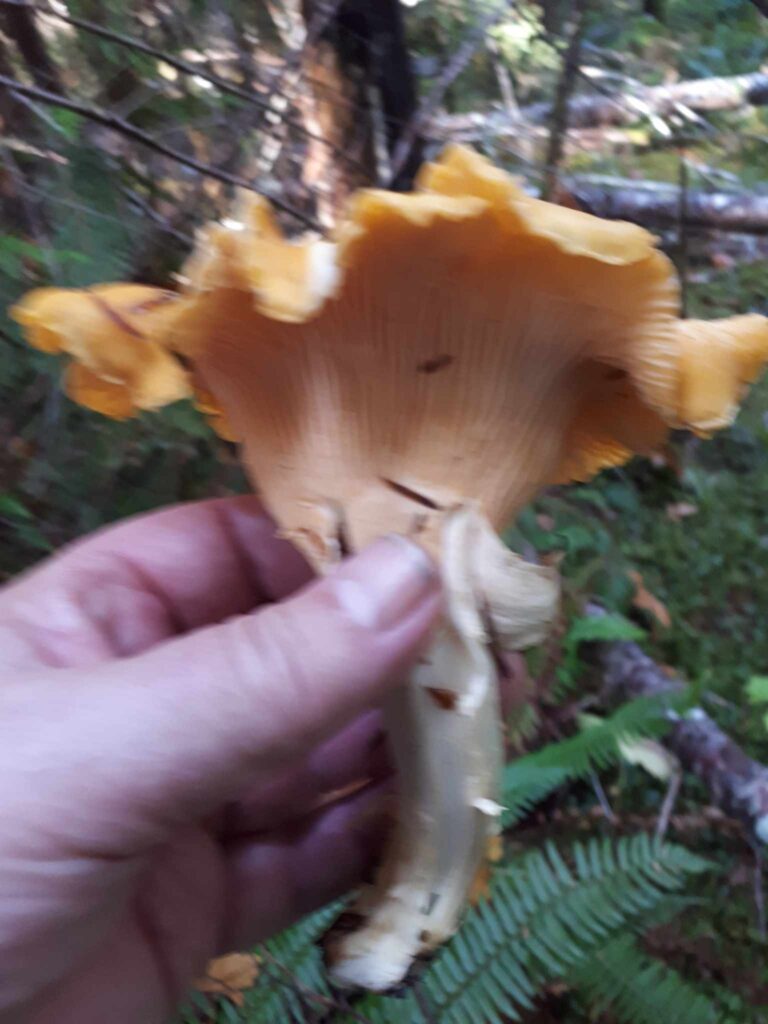Fall rain brings boom in mushrooms across Vancouver Island