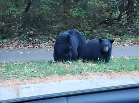 Black bear study on central Island first of its kind in BC