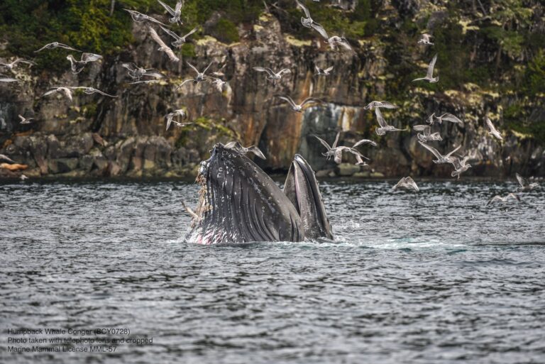 Humpback whales and North Island featured in upcoming BBC documentary series