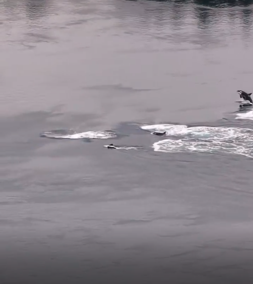 B.C. man captures video of orcas playing together