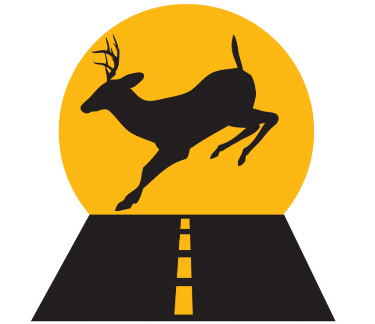 Deer looking for love pose annual risk for Island drivers