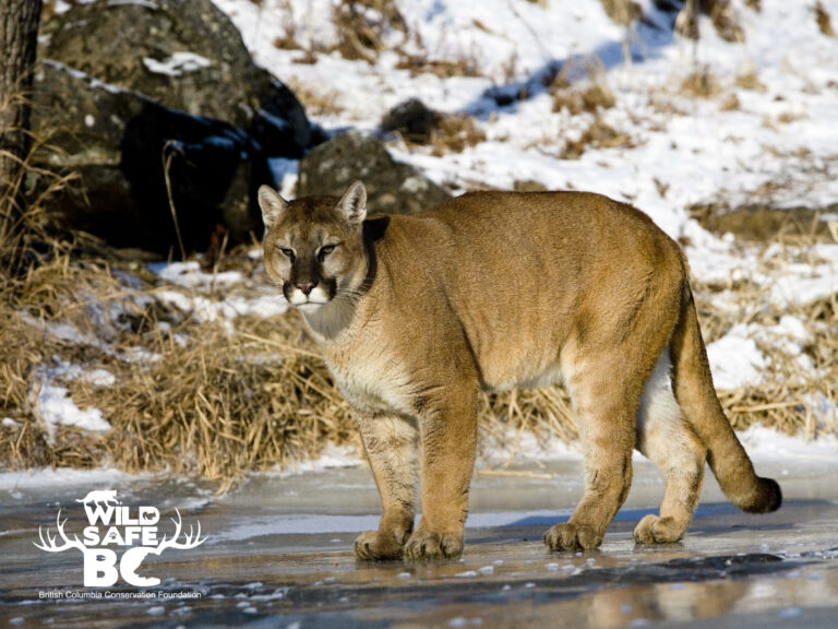Cougar spotted in Port Hardy area, prompting safety warning