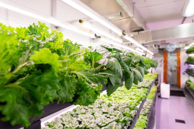 New hydroponic farm aims to tackle food security on the North Island
