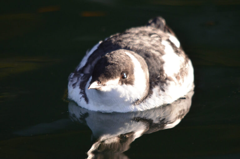 Program monitoring threatened sea birds will continue
