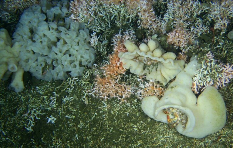 Globally-unique cold-water coral reef protected indefinitely from fishing