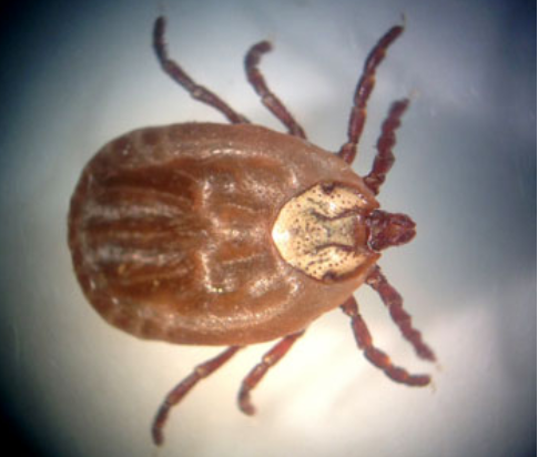 Tick season still up in the air, BC CDC