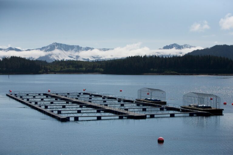 Study shows Alaska hatchery pinks negatively impacting sockeye salmon