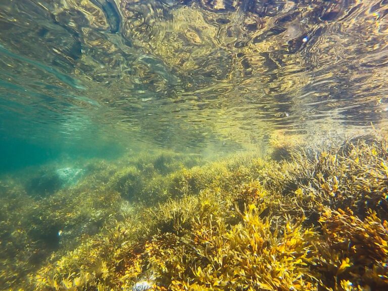 Kelp forests, salmon habitat get new funding boost from federal government