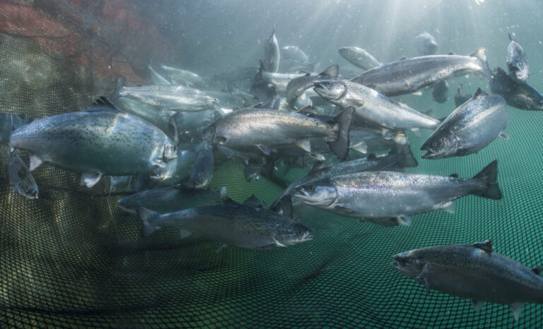 Tariffs will place burden on salmon farming in Canada; says BC association