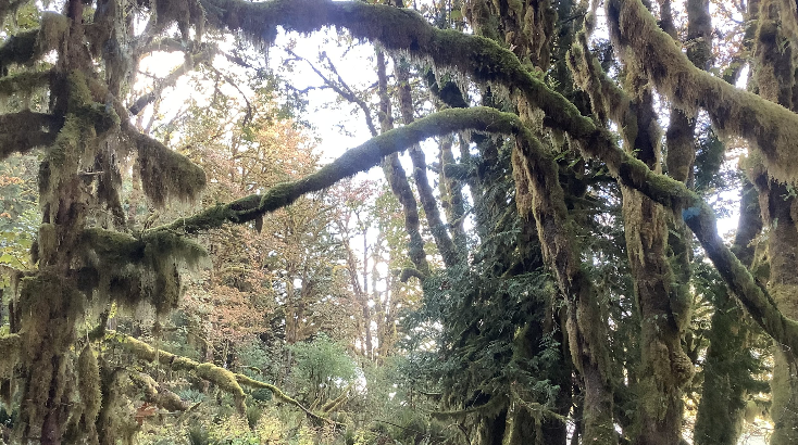 Lands around Philips Arm now protected from commercial forestry