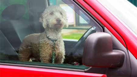 Hot cars are no place for pets, what to do if you see a dog in distress