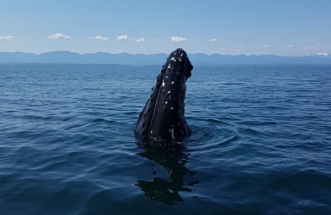 High-tech projects get funding to help protect whales from ship strikes, entanglements