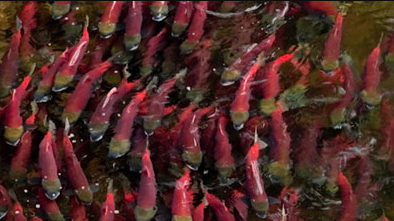 Alaskan ‘sustainable’ fisheries in crosshairs of BC ENGO coalition