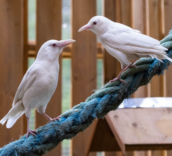 Wildlife rescue society taking steps to protect rescued birds from avian flu