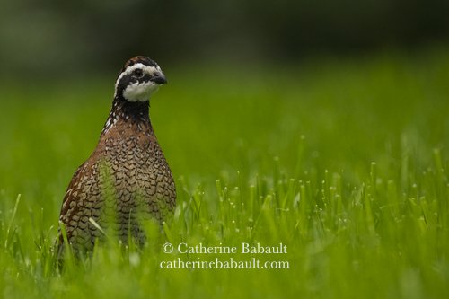 male Northern Bobwhite, Colinus virginianus, Vancouver Island, British Columbia, Canada, rights-managed, stock images, © Catherine Babault