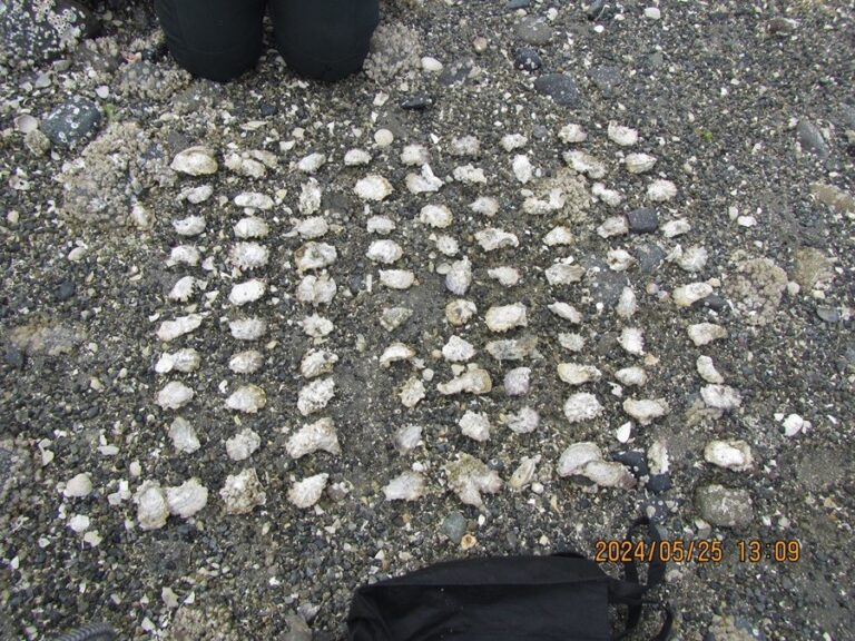 Clam-diggers fined for illegal harvest in Baynes Sound protected area