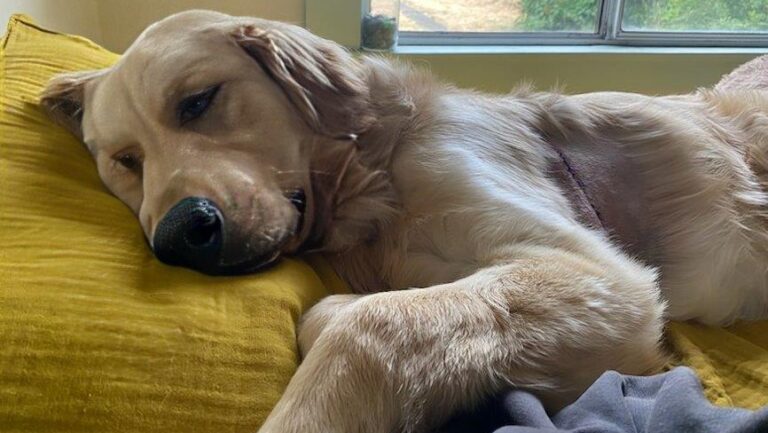 BC SPCA sending reminder about dog harnesses after puppy suffers significant wounds