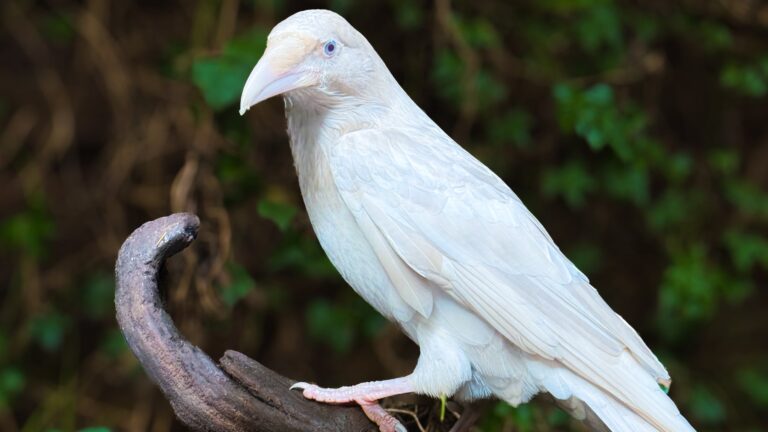 NIWRC’s beloved white raven passes away