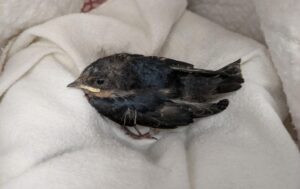 BC SPCA wild animal rehabilitation program marks 60,000th patient 